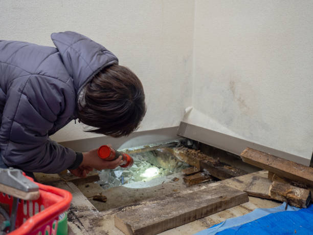 Best Commercial Mold Inspection  in Brighton, AL