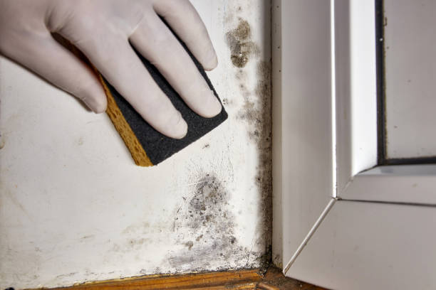 Forensic Mold Investigation in Brighton, AL