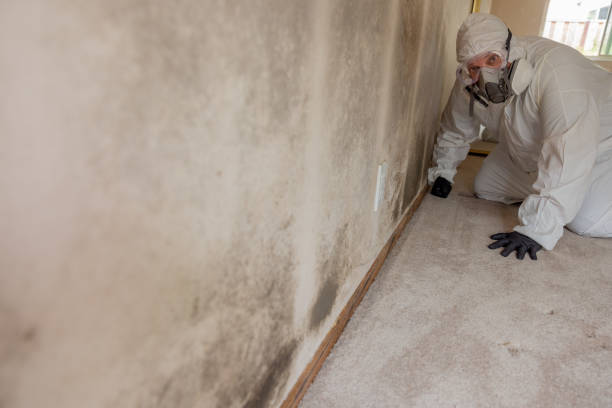 Best HVAC Mold Inspection and Cleaning  in Brighton, AL